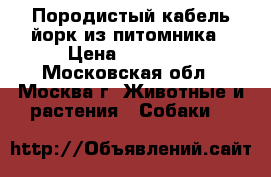 Породистый кабель йорк из питомника › Цена ­ 20 000 - Московская обл., Москва г. Животные и растения » Собаки   
